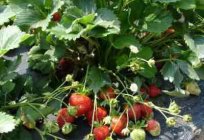 What is different about strawberries from strawberry: basic principles differences
