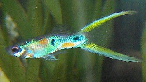 guppy peixes de variedades foto