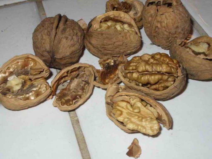 when is the best time to collect walnuts