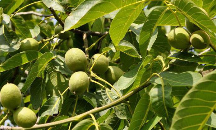 when to harvest walnuts