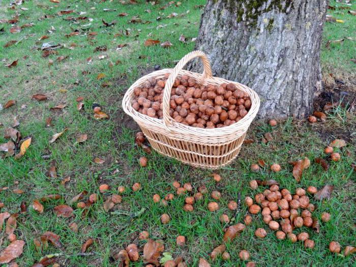 where you can collect walnuts green