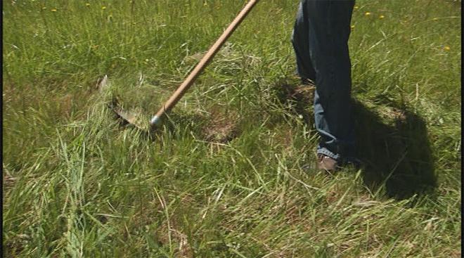 hand-scythe to the grass