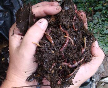 Regenwürmer im Boden