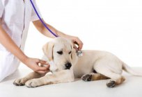 Infectious hepatitis in dogs: treatment and diagnosis