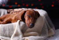 Кашель у собаки: причини, симптоми і лікування