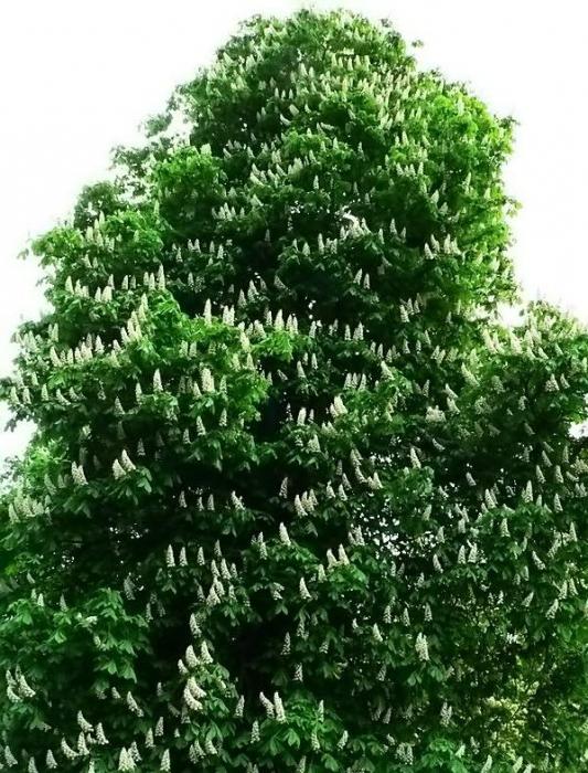  horse Chestnut ordinary cultivation. 
