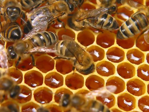 养蜂业是一个