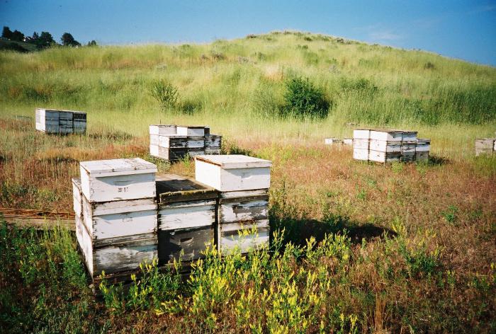 apicultura eslavos