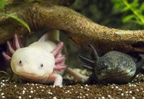 The axolotl: management and care, description, feeding