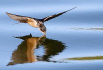 The riddle about the swallow: familiarity with the world of birds