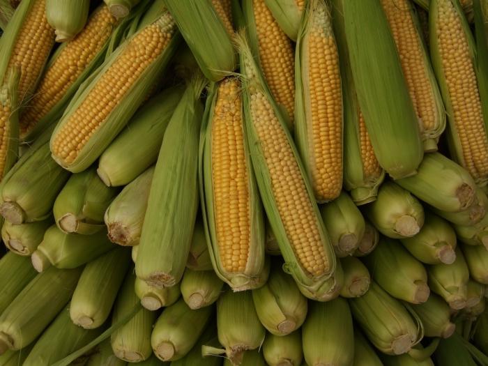 захоўванне кукурузы ў пачатках