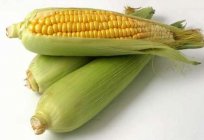 Як захоўваць кукурузу ў пачатках? Даведаемся
