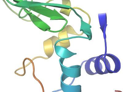 protein molecules