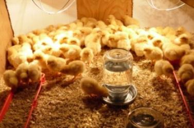 feeding the chickens in the first days of life