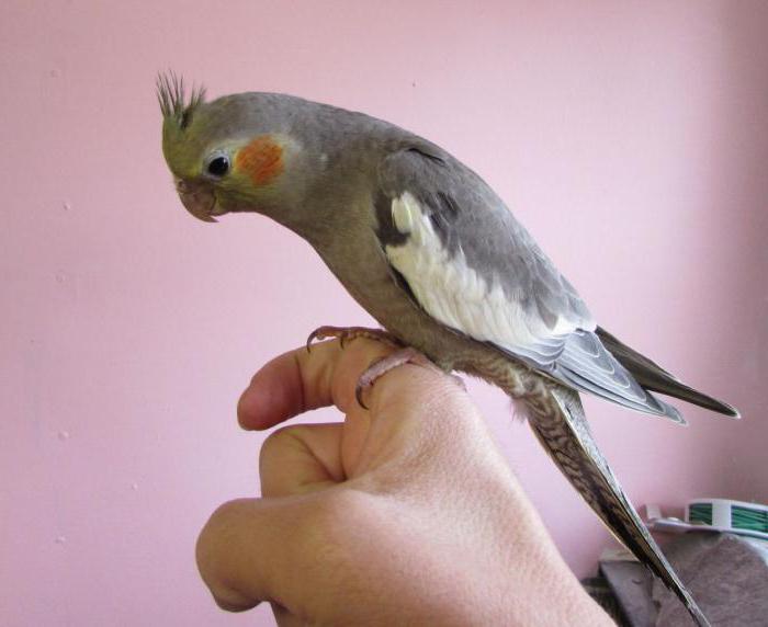 how to train your parrot Corell hands on