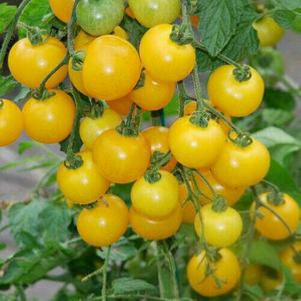 Yellow tomates cherry