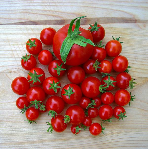Miniatura tomates