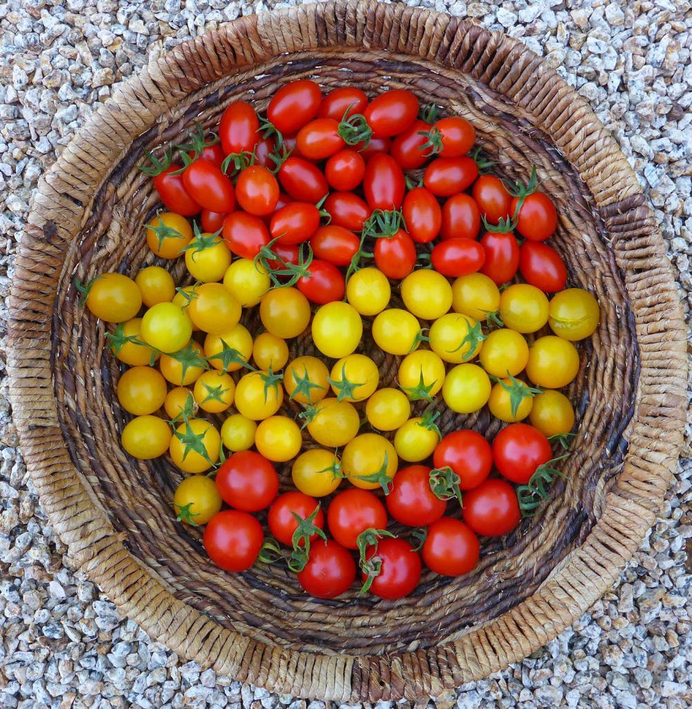 Variedades de tomate cherry
