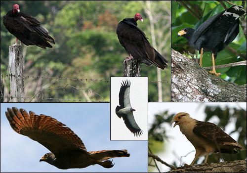 birds of Prey. The names and photos