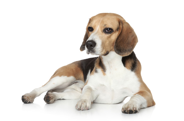 caring for a Beagle