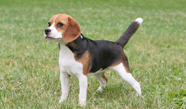 raça Beagle