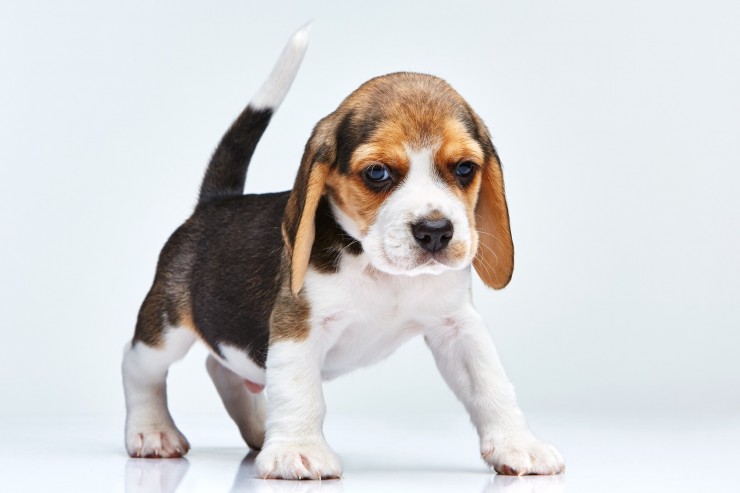 el perrito del beagle