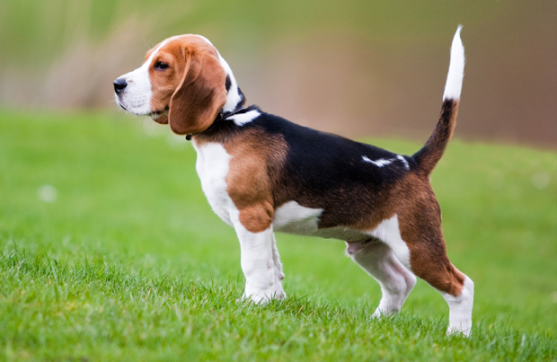 Beagle auf einem Spaziergang