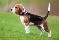 Beagle: description of the breed, character, pros and cons, training, features of care and maintenance