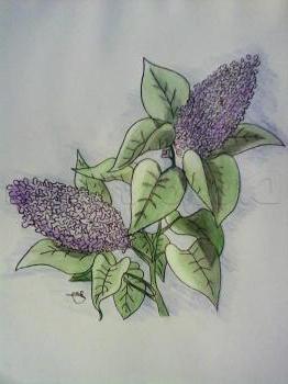 cómo dibujar lila