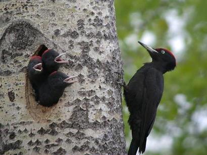 kuş ailesi дятловых siyah ağaçkakan