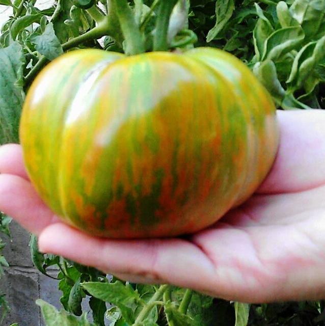 tomato malakhitovaya Shkatulka