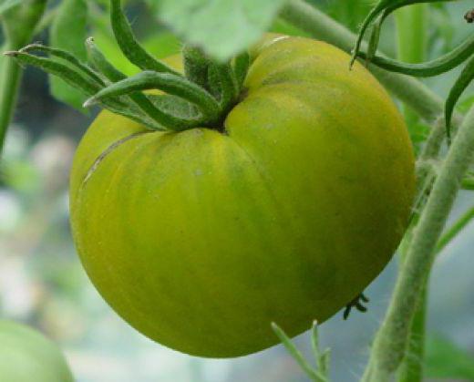 tomato malakhitovaya Shkatulka description
