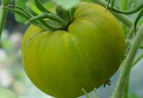 Pomidor Малахитовая pudełko - зеленоплодный pomidor