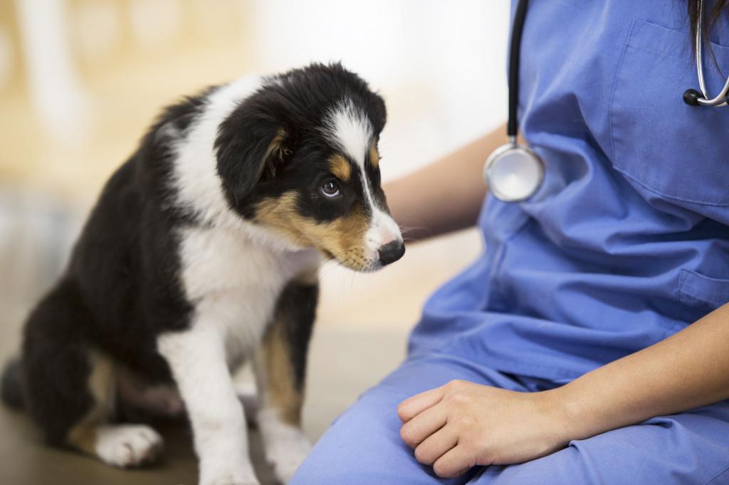 parvoviral enteritis in dogs treatment