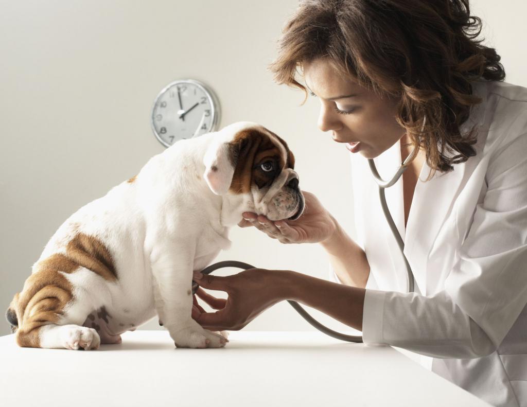 signs of enteritis in dogs