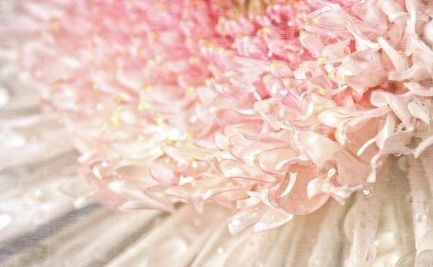 cor-de-rosa flores de imagem