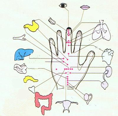 points of organs on hand