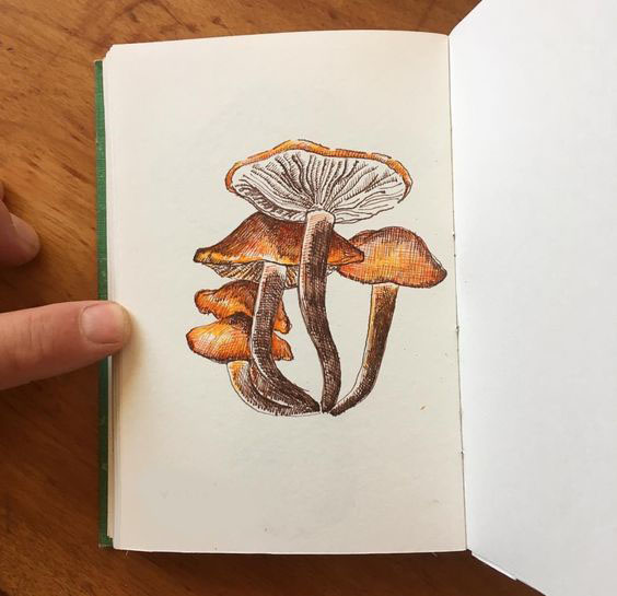 how to draw mushrooms with a pencil