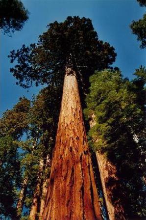 größte Baum