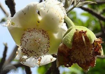 florido de baobab