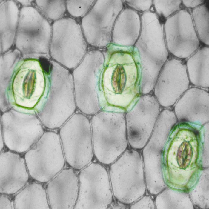 the stomata in a plant