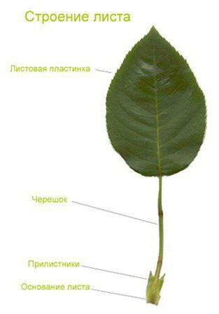 the external structure of a leaf