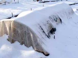 how to keep the saplings in winter