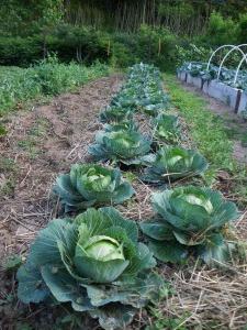 how to grow a good crop of cabbage