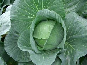 how to grow cabbage in the suburbs