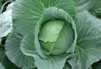 How to grow cabbage properly