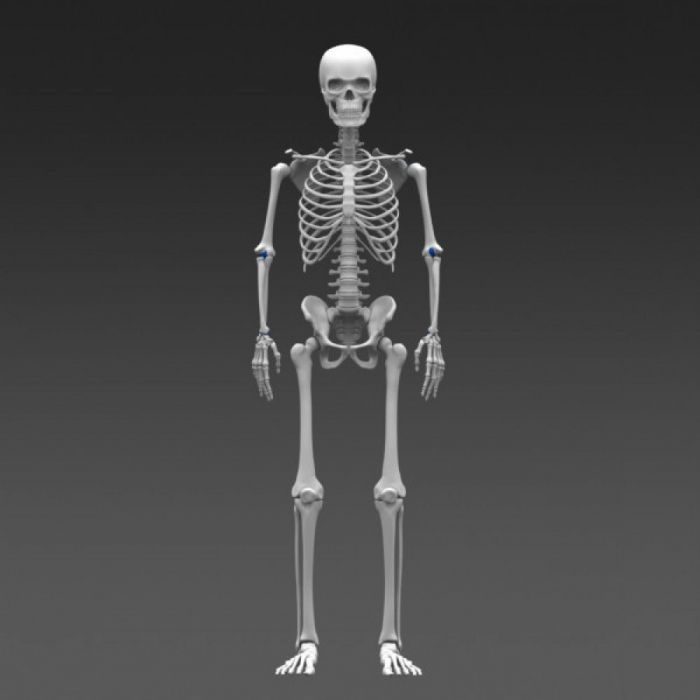 основа скелета