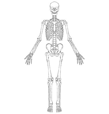 セミ-リングの軟骨形成の基本骨格