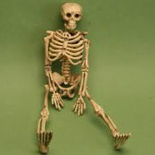 imagen de un esqueleto