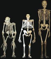 die Basis des menschlichen Skeletts